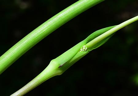 Arisaema_dracontium_inflorescence2.jpg