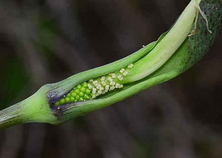 Arisaema_dracontium_inflorescence3.jpg