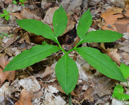 Arisaema_dracontium_leaf1a.jpg