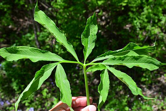 Arisaema_dracontium_leaf1b.jpg