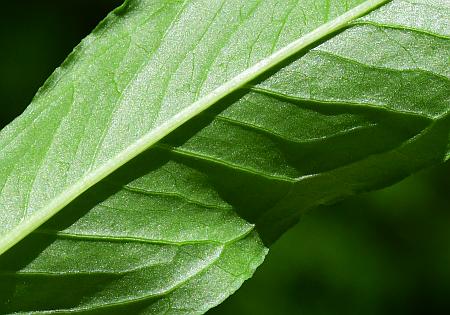 Arisaema_dracontium_leaflet2.jpg