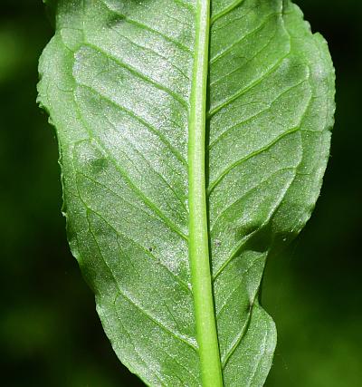 Arisaema_dracontium_leaflet2b.jpg