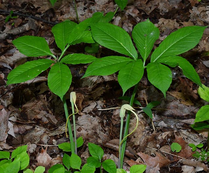 Arisaema_dracontium_plant.jpg