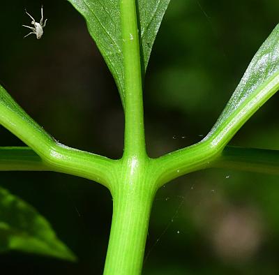 Arisaema_dracontium_rachis.jpg