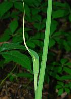 Arisaema dracontium thumbnail