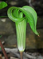 Arisaema triphyllum thumbnail