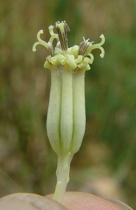 Arnoglossum_atriplicifolium_flowers.jpg