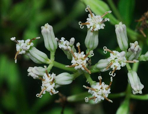 Arnoglossum_atriplicifolium_flowers3.jpg