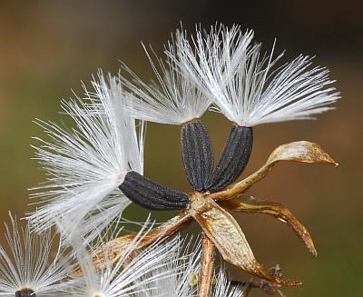 Arnoglossum_atriplicifolium_fruits.jpg