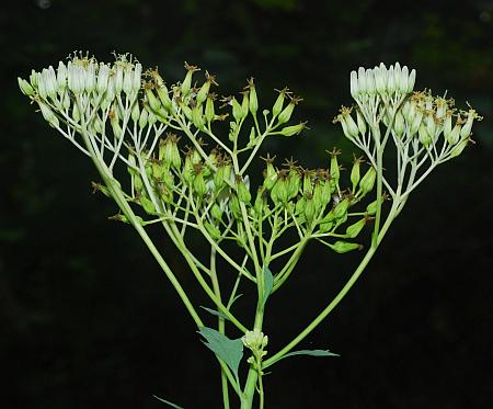 Arnoglossum_atriplicifolium_inflorescence.jpg