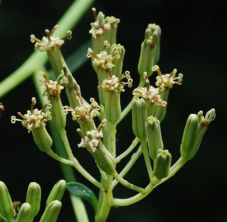 Arnoglossum_atriplicifolium_inflorescence2.jpg