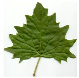 Arnoglossum_atriplicifolium_leaf.jpg