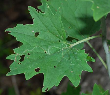 Arnoglossum_atriplicifolium_leaf1.jpg