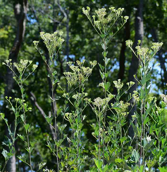 Arnoglossum_atriplicifolium_plant.jpg