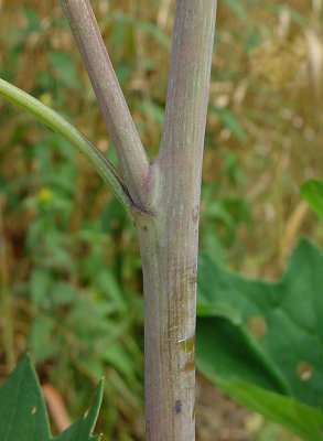 Arnoglossum_atriplicifolium_stem.jpg