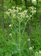 Arnoglossum atriplicifolium thumbnail