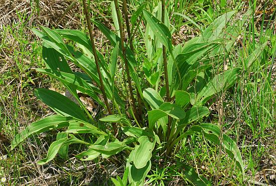 Arnoglossum_plantagineum_basals.jpg