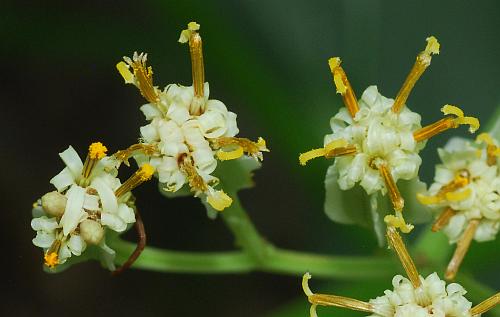 Arnoglossum_plantagineum_flowers2.jpg