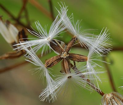 Arnoglossum_plantagineum_fruits.jpg