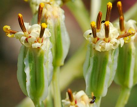 Arnoglossum_plantagineum_heads.jpg