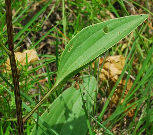 Arnoglossum_plantagineum_leaf1.jpg