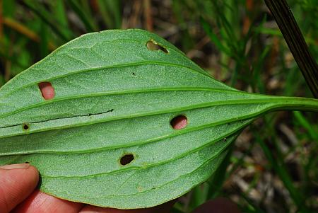 Arnoglossum_plantagineum_leaf2.jpg