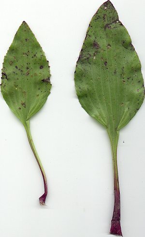Arnoglossum_plantagineum_lower_leaves.jpg