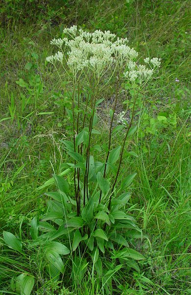 Arnoglossum_plantagineum_plant.jpg