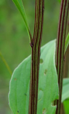 Arnoglossum_plantagineum_stem.jpg