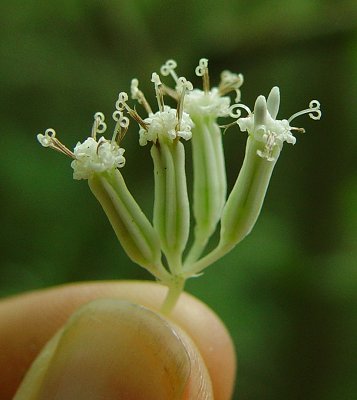 Arnoglossum_reniforme_flowers.jpg