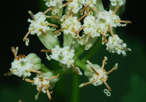 Arnoglossum_reniforme_inflorescence3.jpg