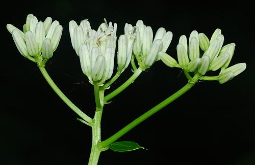 Arnoglossum_reniforme_inflorescence4.jpg