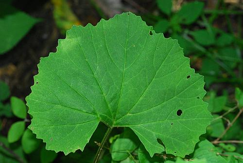 Arnoglossum_reniforme_leaf1.jpg