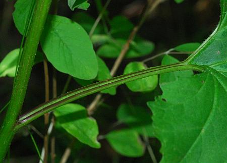 Arnoglossum_reniforme_leaf1a.jpg