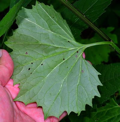 Arnoglossum_reniforme_leaf2.jpg