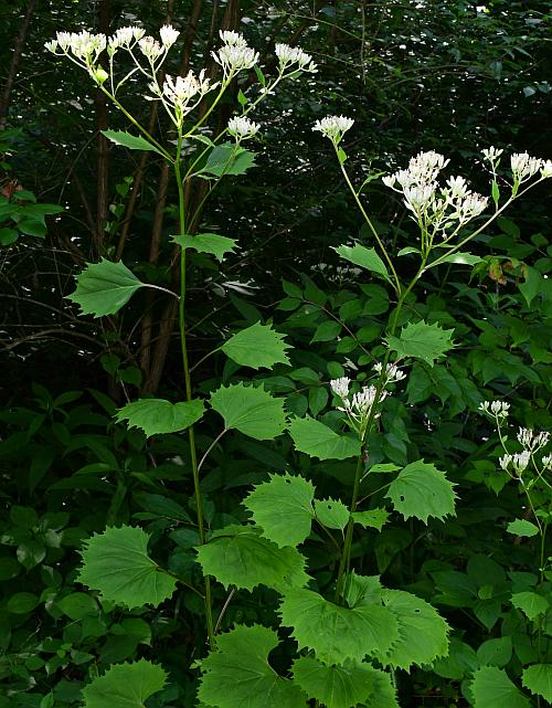 Arnoglossum_reniforme_plant.jpg