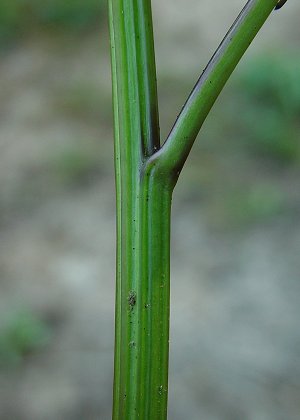 Arnoglossum_reniforme_stem.jpg