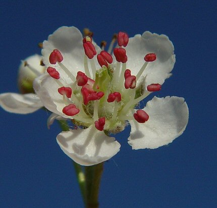 Aronia_melanocarpa_flower.jpg