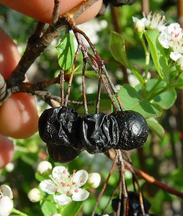 Aronia_melanocarpa_fruits.jpg