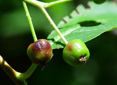 Aronia_melanocarpa_fruits1.jpg