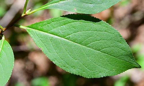 Aronia_melanocarpa_leaf1.jpg