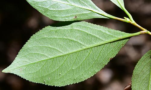 Aronia_melanocarpa_leaf2.jpg