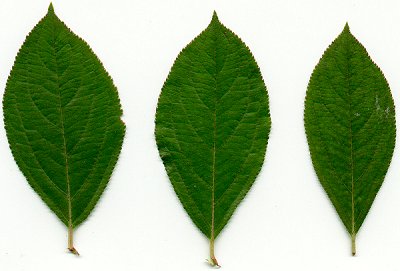 Aronia_melanocarpa_leaves.jpg