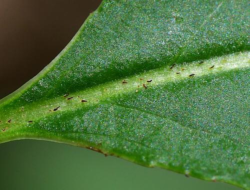 Aronia_melanocarpa_leaves2.jpg