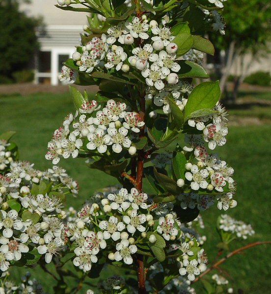 Aronia_melanocarpa_plant.jpg