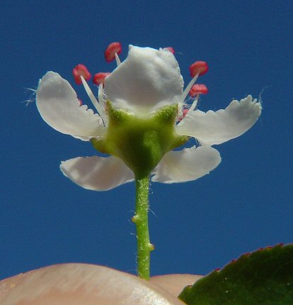 Aronia_melanocarpa_sepals.jpg