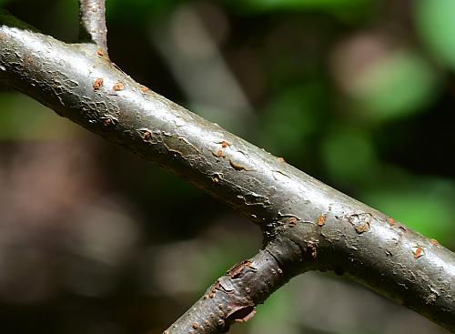 Aronia_melanocarpa_stem.jpg