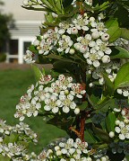 Aronia melanocarpa thumbnail