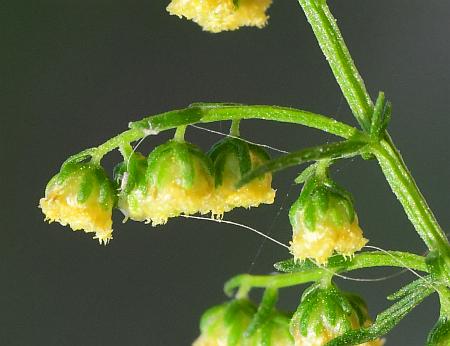 Artemisia_annua_heads.jpg