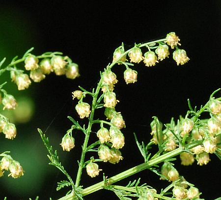 Artemisia_annua_heads2.jpg